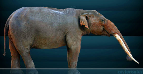 This image shows a reconstruction of the gomphothere Cuvieronius sp. Image credit: Sergio de la Rosa.