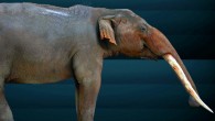 This image shows a reconstruction of the gomphothere Cuvieronius sp. Image credit: Sergio de la Rosa.