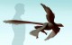 Changyuraptor yangi New Feathered Dinosaur Discovered in China
