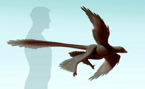 Life reconstruction of Changyuraptor yangi. Image credit: S. Abramowicz / Natural History Museum of Los Angeles County.