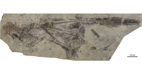 Changyuraptor yangi. Image credit: L. Chiappe / Natural History Museum of Los Angeles County. 