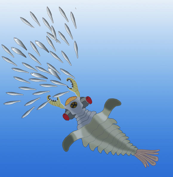 This is an artist's impression of Lyrarapax unguispinus. Image credit: Nicholas Strausfeld / University of Arizona.