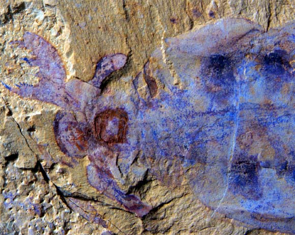 Lyrarapax unguispinus. Image credit: Peiyun Cong. 