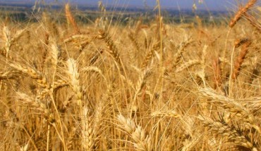 The common wheat, Triticum aestivum. Image credit: Matt Lavin, Bozeman, Montana / CC BY-SA 2.0.