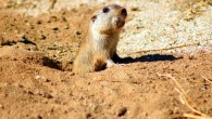 This image shows Ctenomys tucumanus, a previously known species of tuco-tuco. Image credit: Er-wiki / CC BY-SA 3.0.