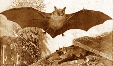 The Greater mouse-eared bat (Myotis myotis) is an European species of bat in the Vespertilionidae family.