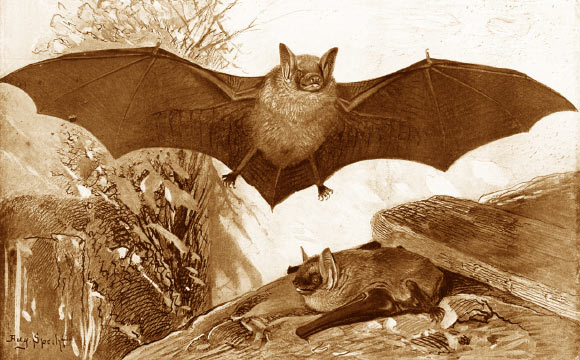 The Greater mouse-eared bat (Myotis myotis) is an European species of bat in the Vespertilionidae family.