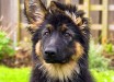 German Shepherd puppy. Image credit: Marilyn Peddle / CC BY 2.0.
