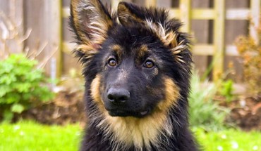German Shepherd puppy. Image credit: Marilyn Peddle / CC BY 2.0.