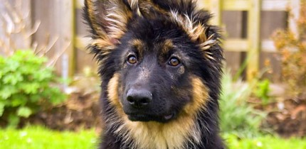 German Shepherd puppy. Image credit: Marilyn Peddle / CC BY 2.0.