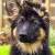 German Shepherd puppy. Image credit: Marilyn Peddle / CC BY 2.0.