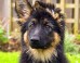 German Shepherd puppy. Image credit: Marilyn Peddle / CC BY 2.0.