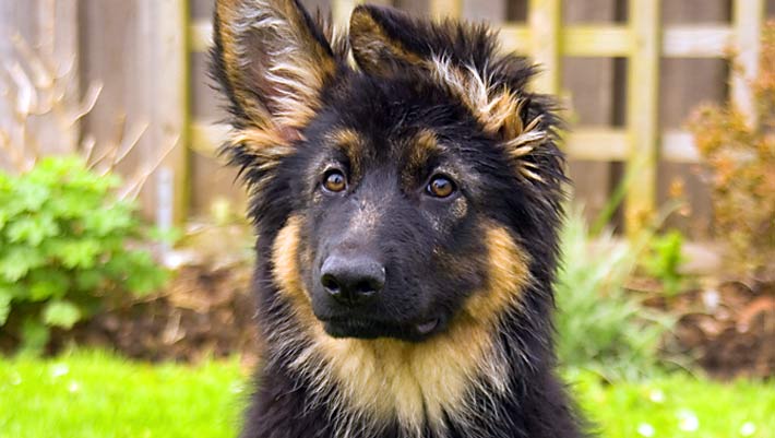 German Shepherd puppy. Image credit: Marilyn Peddle / CC BY 2.0.