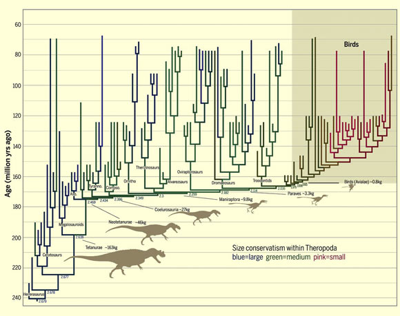 The dinosaur lineage that evolved into birds shrank in body size continuously for 50 million years. Image credit: Michael S. Y. Lee et al. Science, 10.1126/science.1252243.