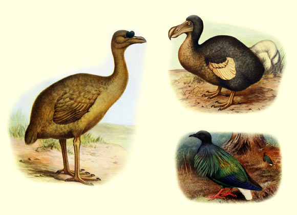 Left: the Rodrigues Solitaire (Pezophaps solitaria), by Frederick William Frohawk, 1907. Right: the Dodo (Raphus cucullatus), by Frederick William Frohawk, 1905; and the Nicobar Pigeon (Caloenas nicobarica), by H. Gronvold and E. C. Stuart Baker, 1913.