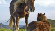 Horses in Navarre, Spain. Image credit: Mikel Ortega / Richard Bartz / CC BY-SA 2.0.