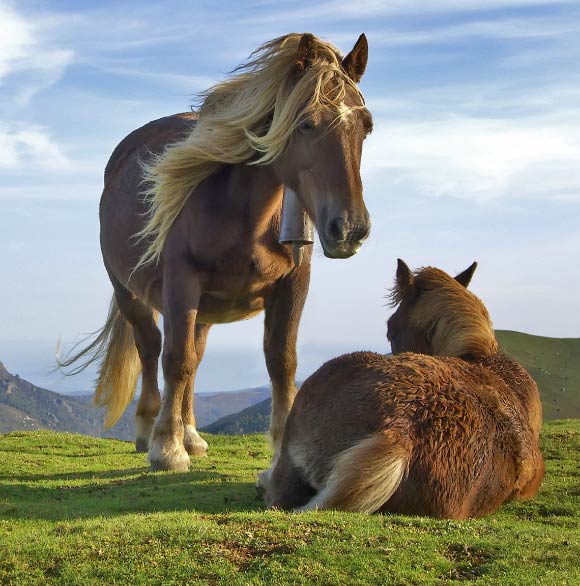 Horses in Navarre, Spain. Image credit: Mikel Ortega / Richard Bartz / CC BY-SA 2.0.