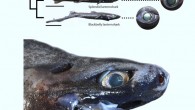 Top: phylogeny of sharks analyzed by the team and close-ups of their eyes. Bottom: head of the Viper shark with protruded jaws; note how binocular vision is prevented frontally by an enlarged snout. Image credit: Claes JM et al.