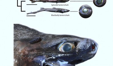 Top: phylogeny of sharks analyzed by the team and close-ups of their eyes. Bottom: head of the Viper shark with protruded jaws; note how binocular vision is prevented frontally by an enlarged snout. Image credit: Claes JM et al.