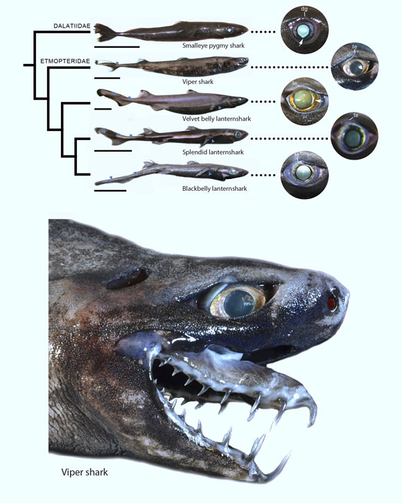 Top: phylogeny of sharks analyzed by the team and close-ups of their eyes. Bottom: head of the Viper shark with protruded jaws; note how binocular vision is prevented frontally by an enlarged snout. Image credit: Claes JM et al.