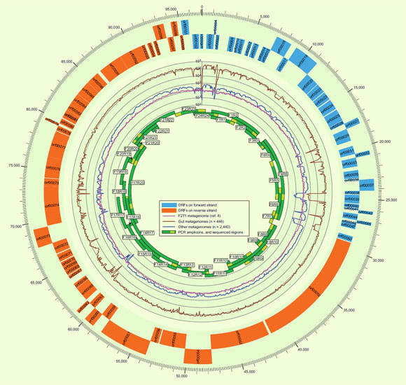 Schematic representation of the circular CrAssphage genome. Image credit: Dutilh, B. E. et al.