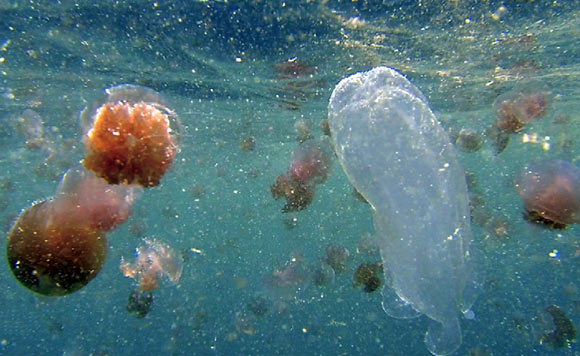 Keesingia gigas in bloom of sea tomatoes, Crambione mastigophora. Image credit: John Totterdell / MIRG Australia.