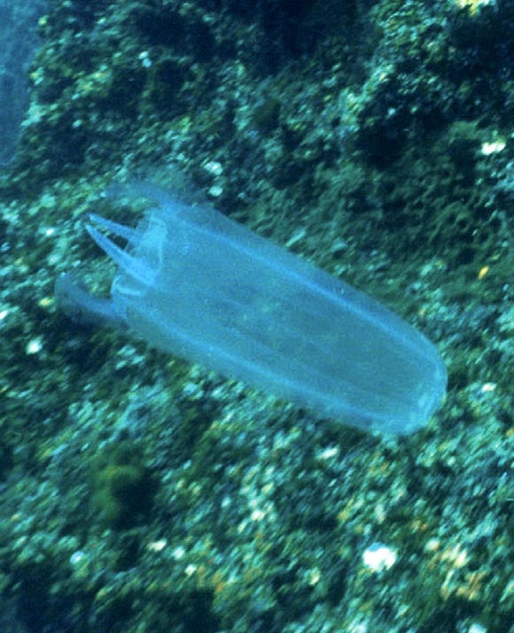 Keesingia gigas. Image credit: John Totterdell / MIRG Australia.