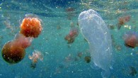 Keesingia gigas in bloom of sea tomatoes, Crambione mastigophora. Image credit: John Totterdell / MIRG Australia.