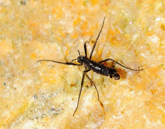 An adult male of the Antarctic midge, Belgica antarctica. Image credit: Richard E. Lee Jr.