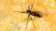 An adult male of the Antarctic midge, Belgica antarctica. Image credit: Richard E. Lee Jr.
