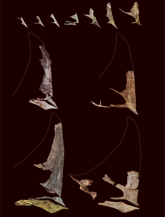 Selected cranial material of Caiuajara dobruskii. Image credit: Manzig PC et al.