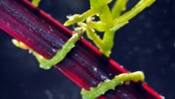 When dodder (Cuscuta pentagona) attacks other plants, there is a vast exchange of genetic information between the parasite and its host. Image credit: Virginia Tech College of Agriculture and Life Sciences.