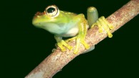 Rostral view of a male of Boophis ankarafensis. Image credit: Penny SG et al.
