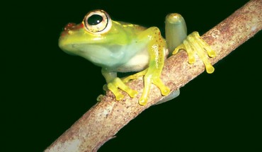 Rostral view of a male of Boophis ankarafensis. Image credit: Penny SG et al.
