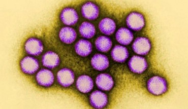 Colorized transmission electron micrograph of adenovirus. Image credit: Dr G. William Gary, Jr. / CDC.