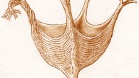 Artistic reconstruction of Haootia quadriformis. Scale bar - 10 mm. Image credit: Martin Brasier.