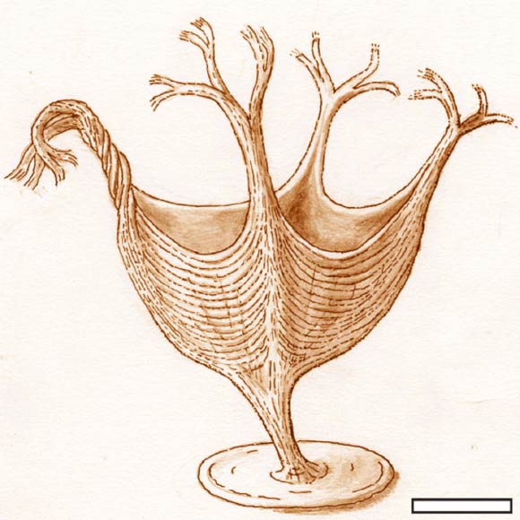 Artistic reconstruction of Haootia quadriformis. Scale bar - 10 mm. Image credit: Martin Brasier.