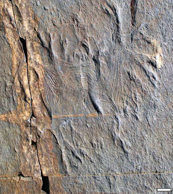 Haootia quadriformis, holotype specimen. Scale bar - 10 mm. Image credit: Alexander G. Liu et al.