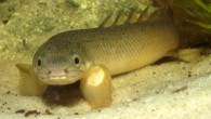 The Senegal bichir, Polypterus senegalus. Image credit: © Cam Gillman, via cichlids.com.