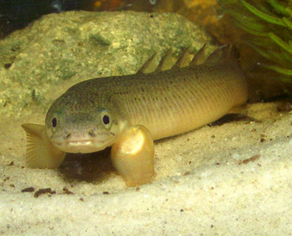 The Senegal bichir, Polypterus senegalus. Image credit: © Cam Gillman, via cichlids.com.