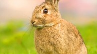 The European rabbit, Oryctolagus cuniculus. Image credit: J.J. Harrison / CC BY-SA 3.0.