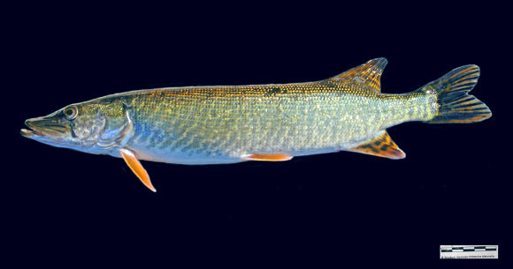 The Aquitanian pike (Esox aquitanicus), holotype specimen. Image credit: G.P.J. Denys et al.