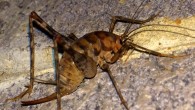 Greenhouse camel cricket, Diestrammena asynamora. Image credit: © Andrew Blanchard.
