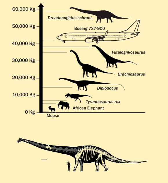 Dreadnoughtus schrani was substantially more massive than any other supermassive dinosaur for which mass can be accurately calculated. The lower image shows the reconstructed skeleton and body silhouette of Dreadnoughtus schrani; fossil bones that were found are shown in white; scale bar – 1 meter. Image credit: Lacovara Lab / Drexel University. 