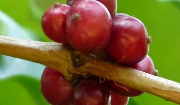 Berries of Coffea canephora. Image credit: © 2010. Jeevan Jose, Kerala, India / CC BY-SA 4.0.