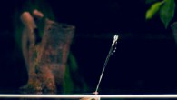 Banded archerfish (Toxotes jaculatrix) jetting water at an insect. Image credit: Ingo Rischawy / Schuster lab / University of Bayreuth.
