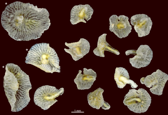 Specimens of Dendrogramma enigmatica and Dendrogramma discoides (with *). Image credit: Just J et al.
