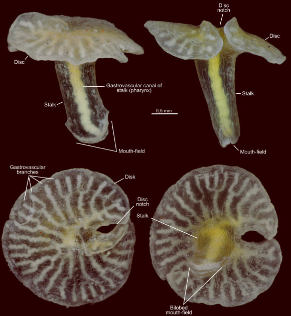 Dendrogramma enigmatica. Image credit: Just J et al.