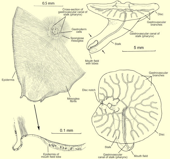 Dendrogramma enigmatica. Image credit: Just J et al.
