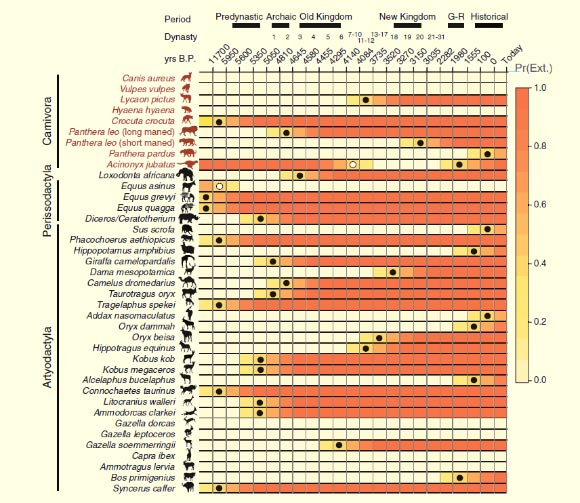 The presence/absence of mammals across 6,000 years of Egyptian history; all dates are in years before present; the first time bin does not have a definitive starting date, generally representing the Late Pleistocene; the white circles denote the first time interval of a recorded species occurrence if it was not initially present; the black circles denote the last time interval of a recorded species occurrence if it is not extant; the color gradient is the probability that a given species is locally extinct for the treatment allowing first/last occupation to vary across two time bins before and after the recorded event; G-R - Greco-Roman period. Image credit: Justin D. Yeakel et al.